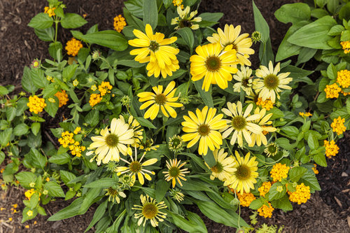 echinacea_color_coded_yellow_my_darling_18.jpg