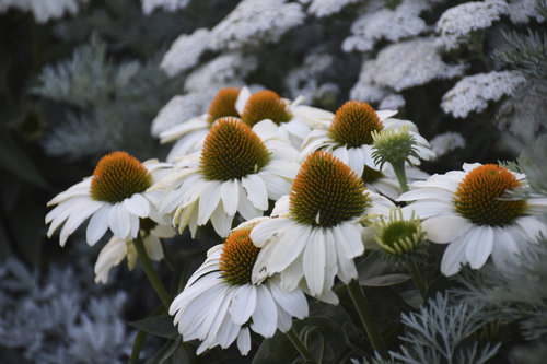 echinacea_the_price_is_right.jpg