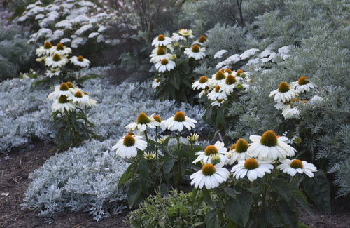 echinacea_the_price_is_right2.jpg
