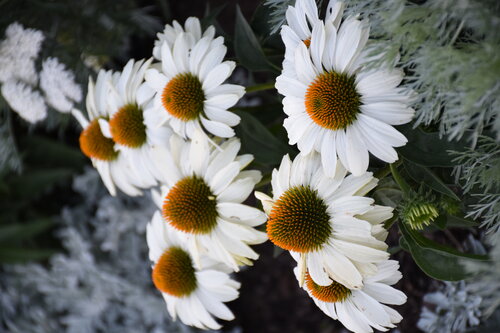 Echinacea Color Coded The Price is White