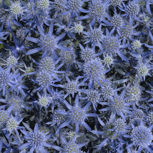 'Blue Glitter' - Sea Holly
