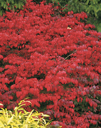 EuonymusFireball.jpg