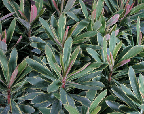 EuphorbiaHelena.jpg