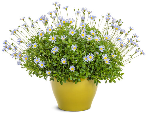 Sea Spray™ - blue felicia daisy - Felicia amelloides