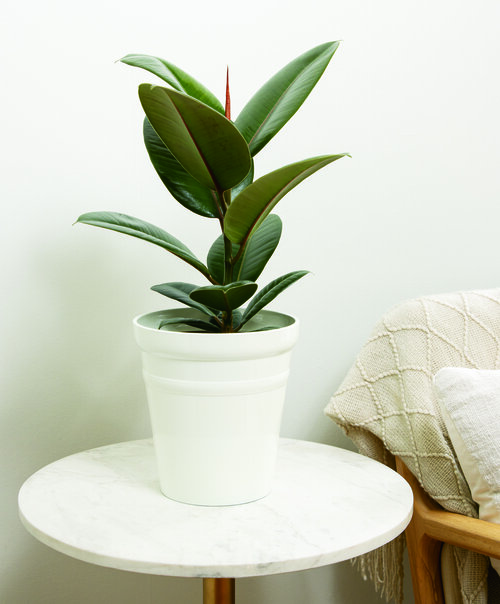 ficus_elastica_chromar_chloe_12213_d.jpg