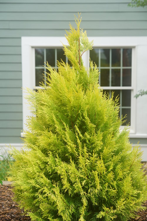 Fluffy arborvitae