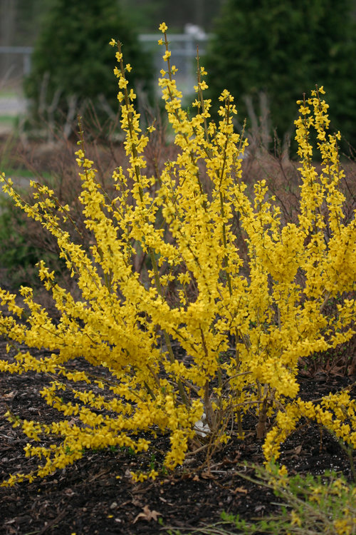 ForsythiaShowOff7523.jpg