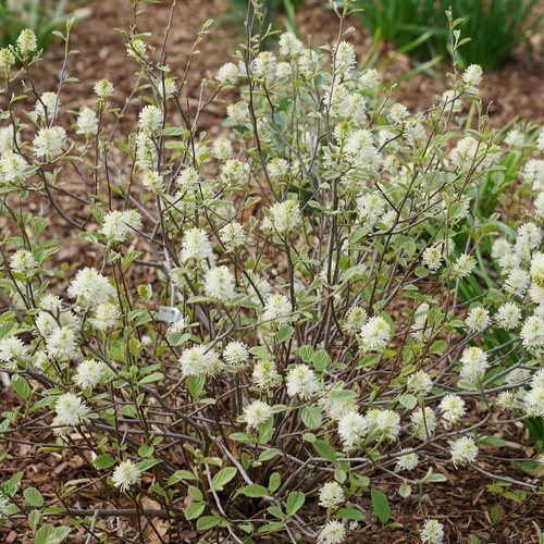 Fluffy creamy white blooms suspended within almost bare shrub branches.