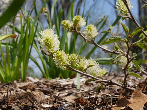 Legend of the Fall fothergilla blooming in spring