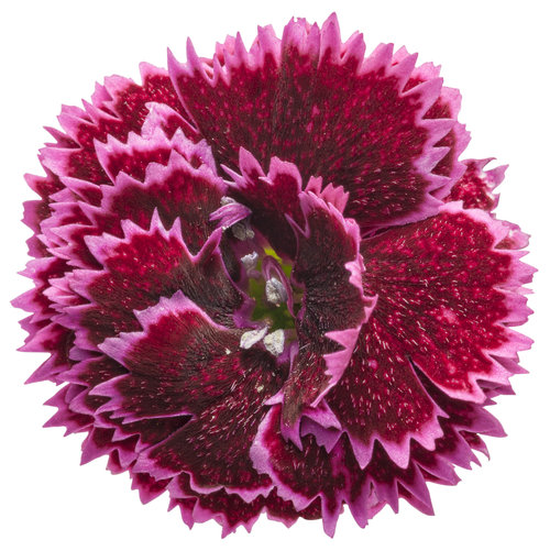 Fruit Punch® 'Black Cherry Frost'