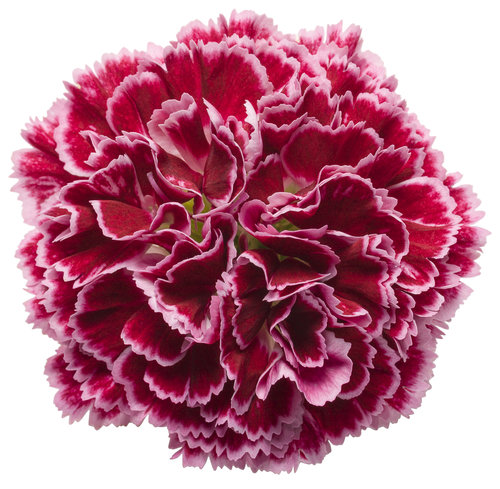 Fruit Punch® 'Cherry Vanilla' - Pinks - Dianthus