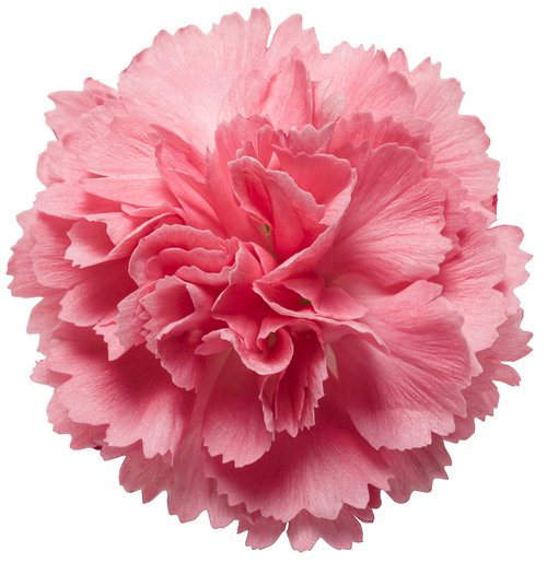 Fruit Punch® 'Classic Coral' - Pinks - Dianthus