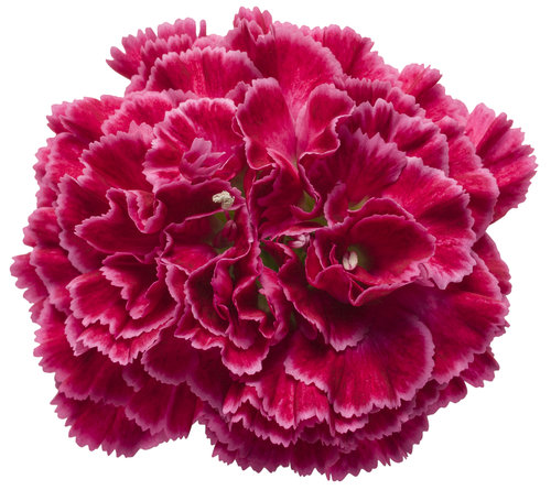 Fruit Punch® 'Raspberry Ruffles' - Pinks - Dianthus