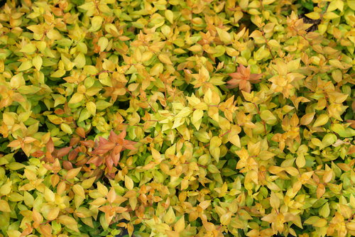 Funshine abelia foliage