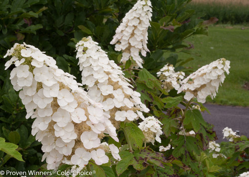 Gatsby Gal Hydrangea quercifolia