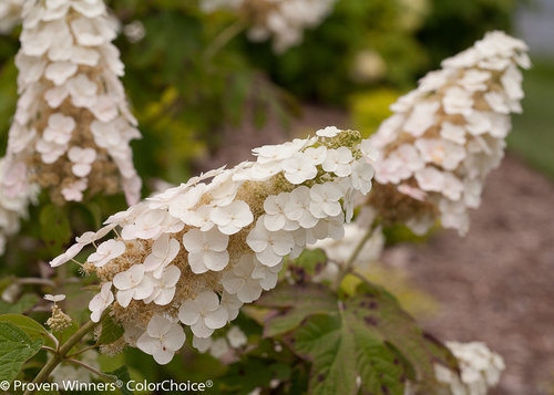 Gatsby Gal Hydrangea quercifolia