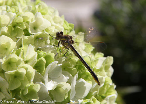 Gatsby Gal Hydrangea quercifolia