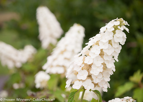 Gatsby Gal Hydrangea quercifolia