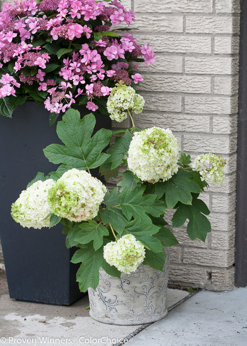 Gatsby Moon Hydrangea