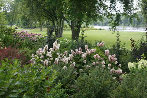 Gatsby Pink Hydrangea quercifolia