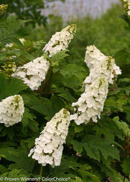 Gatsby's Gal Hydrangea quercifolia (oakleaf hydrangea)
