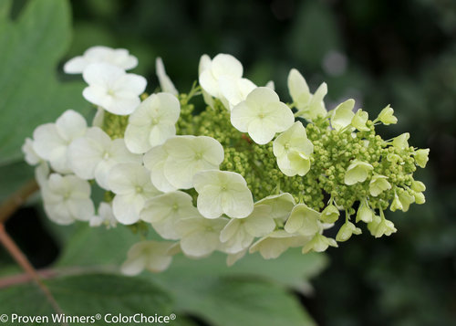 Gatsby's Gal Hydrangea quercifolia (oakleaf hydrangea)