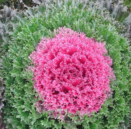 glamor-red-kale.jpg