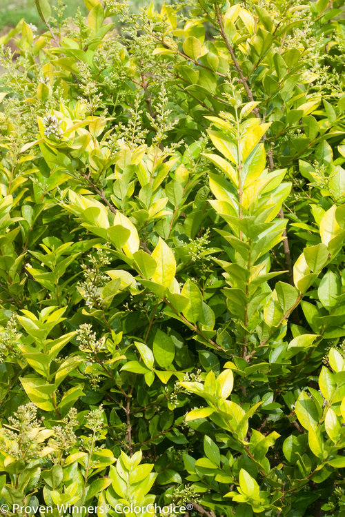 Golden Ticket Ligustrum