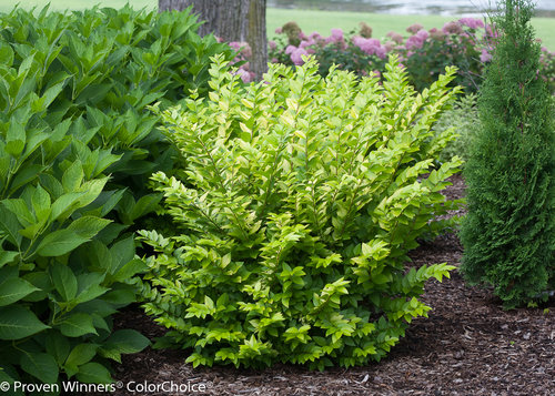 Golden Ticket Ligustrum