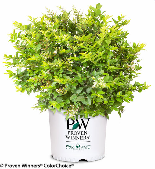Golden Ticket Ligustrum
