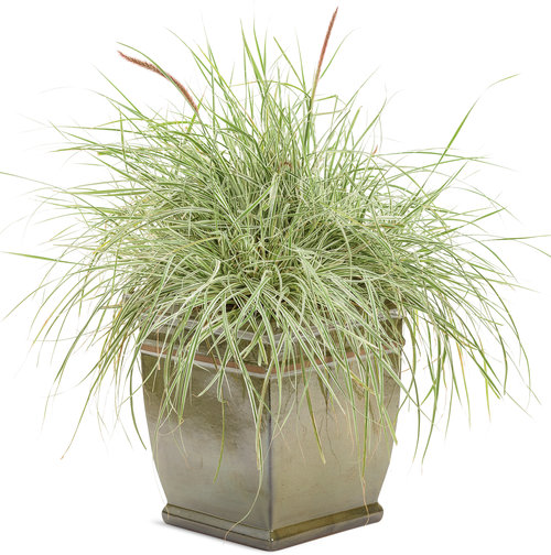 Graceful Grasses® 'Sky Rocket' - Fountain Grass - Pennisetum