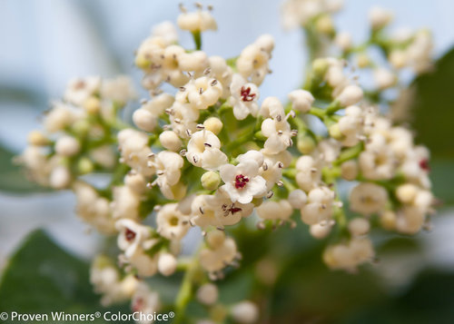 Handsome Devil Viburnum