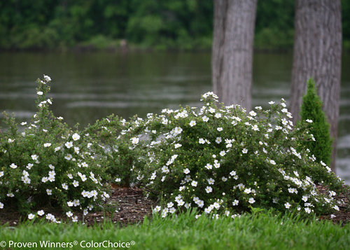 Happy Face White Potentilla