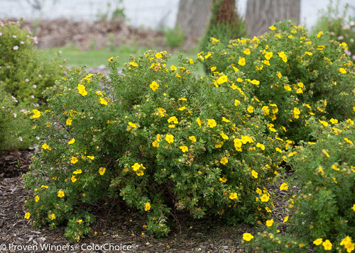 Happy Face Yellow Potentilla