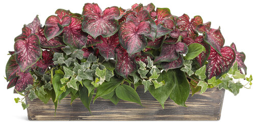 heart_to_heart_planter_1_scarlet_flame_pathos_ivy_01.jpg