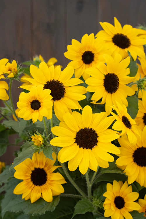 Suncredible® Yellow II Sunflower