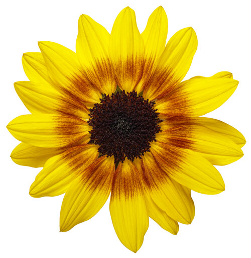 Suncredible® Saturn™ - Sunflower - Helianthus