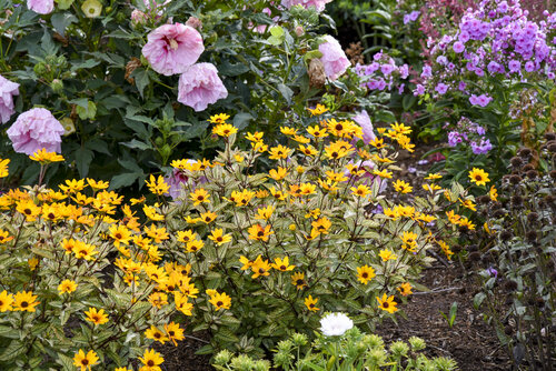 Heliopsis Touch of Blush