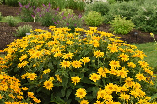 Heliopsis Tuscan Gold