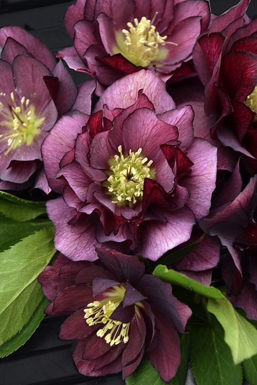 helleborus_true_love_cjw15_5.jpg