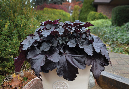 heuchera-black-pearl.jpg