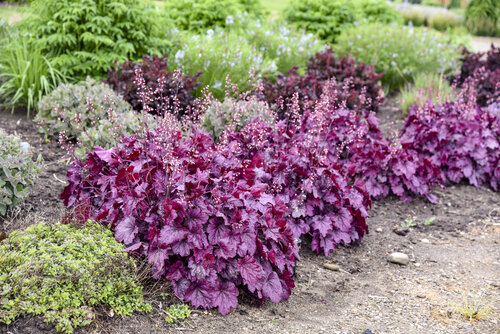 Heuchera Primo Wild Rose Coral Bells