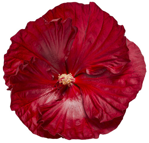 hibiscus-cranberry-crush-03.jpg