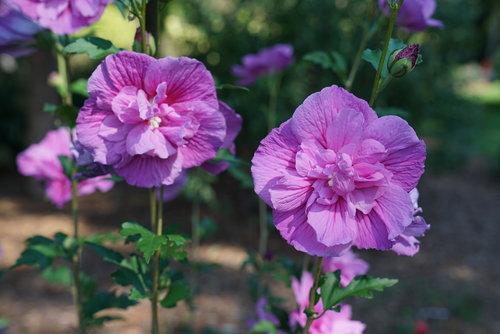 Two Dark Lavender Chiffon rose of Sharon blooms against blurred background.