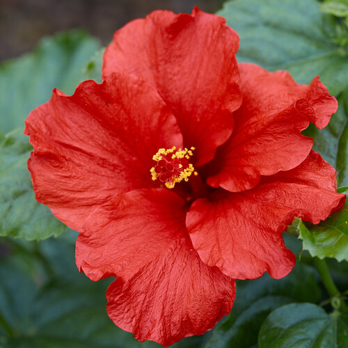 A close view of a solid dark red flower on Hollywood First to Arrive hibiscus.