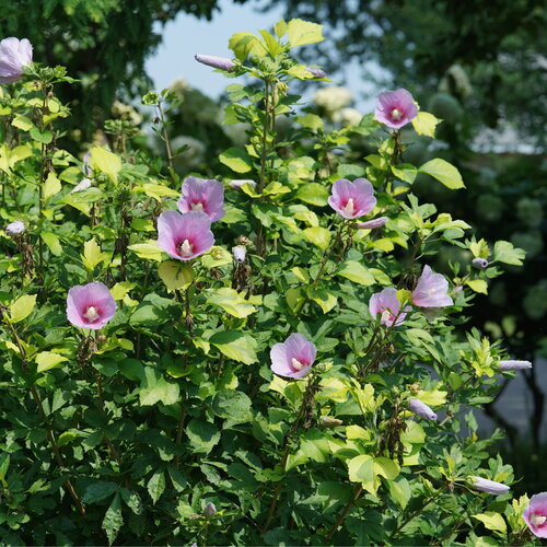 The mounded, rounded habit of Paraplu Adorned rose of Sharon filled with variega