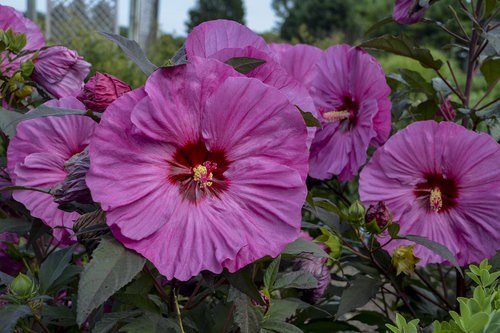 'Berry Awesome' Hibiscus