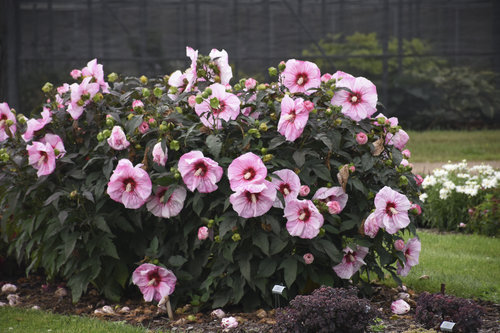 'Cherry Choco Latte' Hibiscus