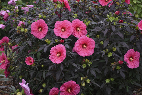 hibiscus_evening_rose_cjw18_1.jpg