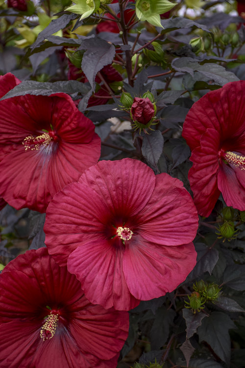 'Holy Grail' Hibiscus